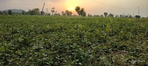 Rathwi Bareli Fields 1